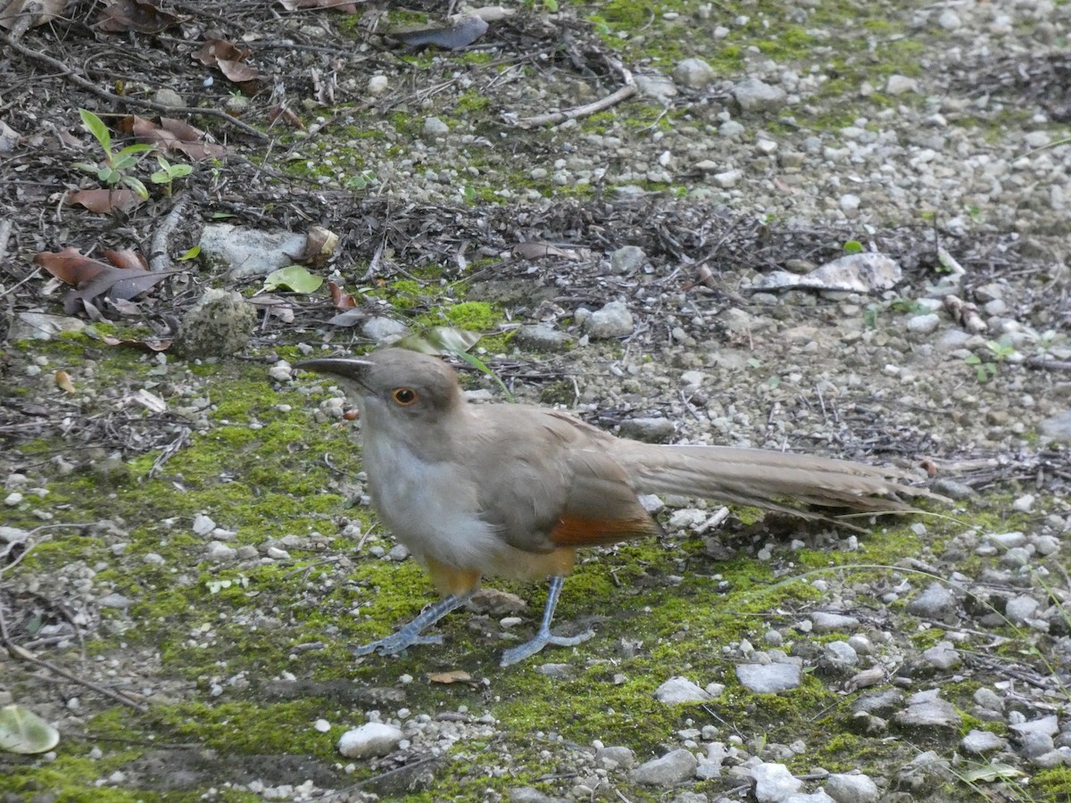 Great Lizard-Cuckoo - ML642728794