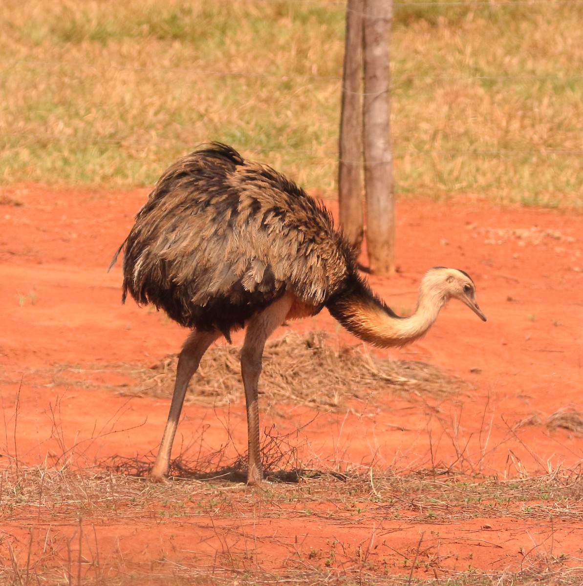 Greater Rhea - ML642728802
