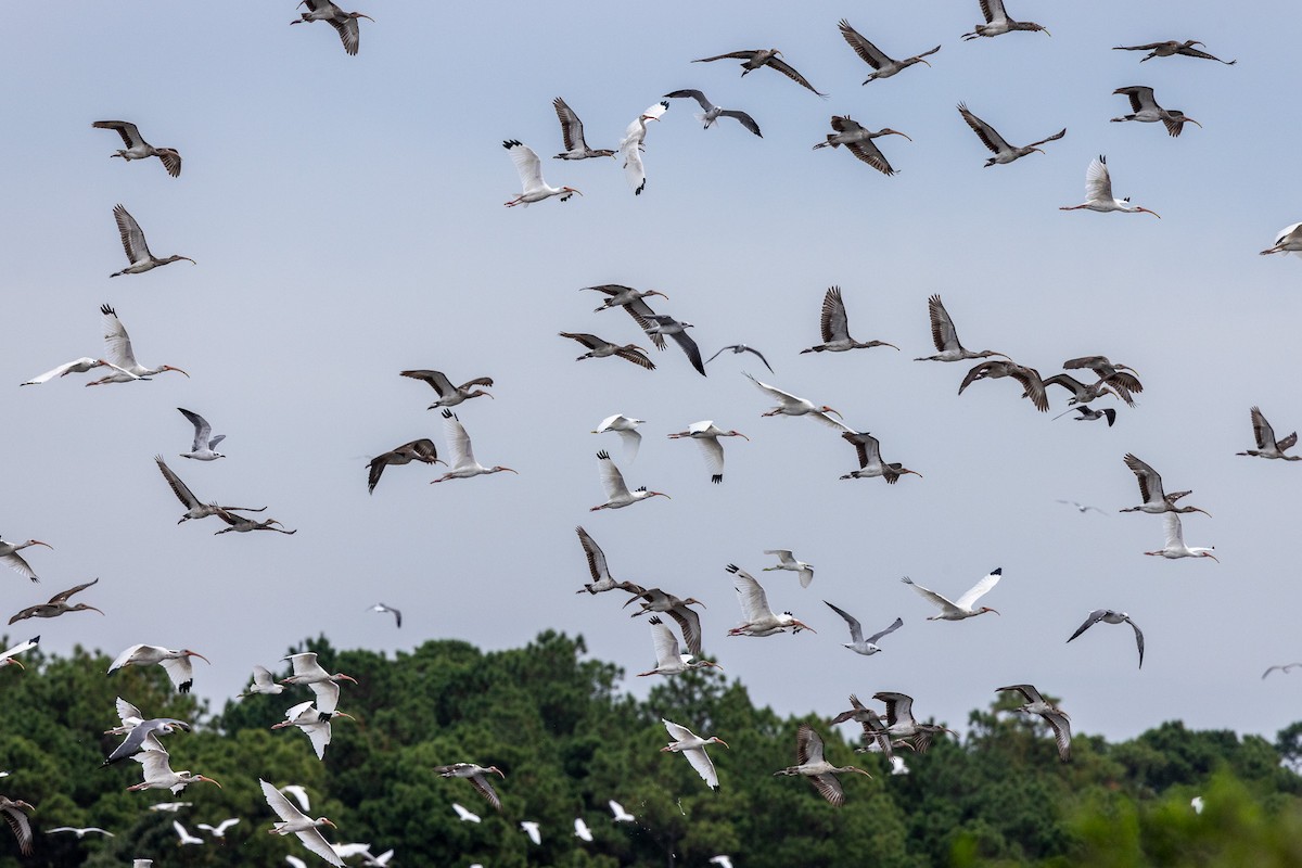Ibis zuria - ML642728811