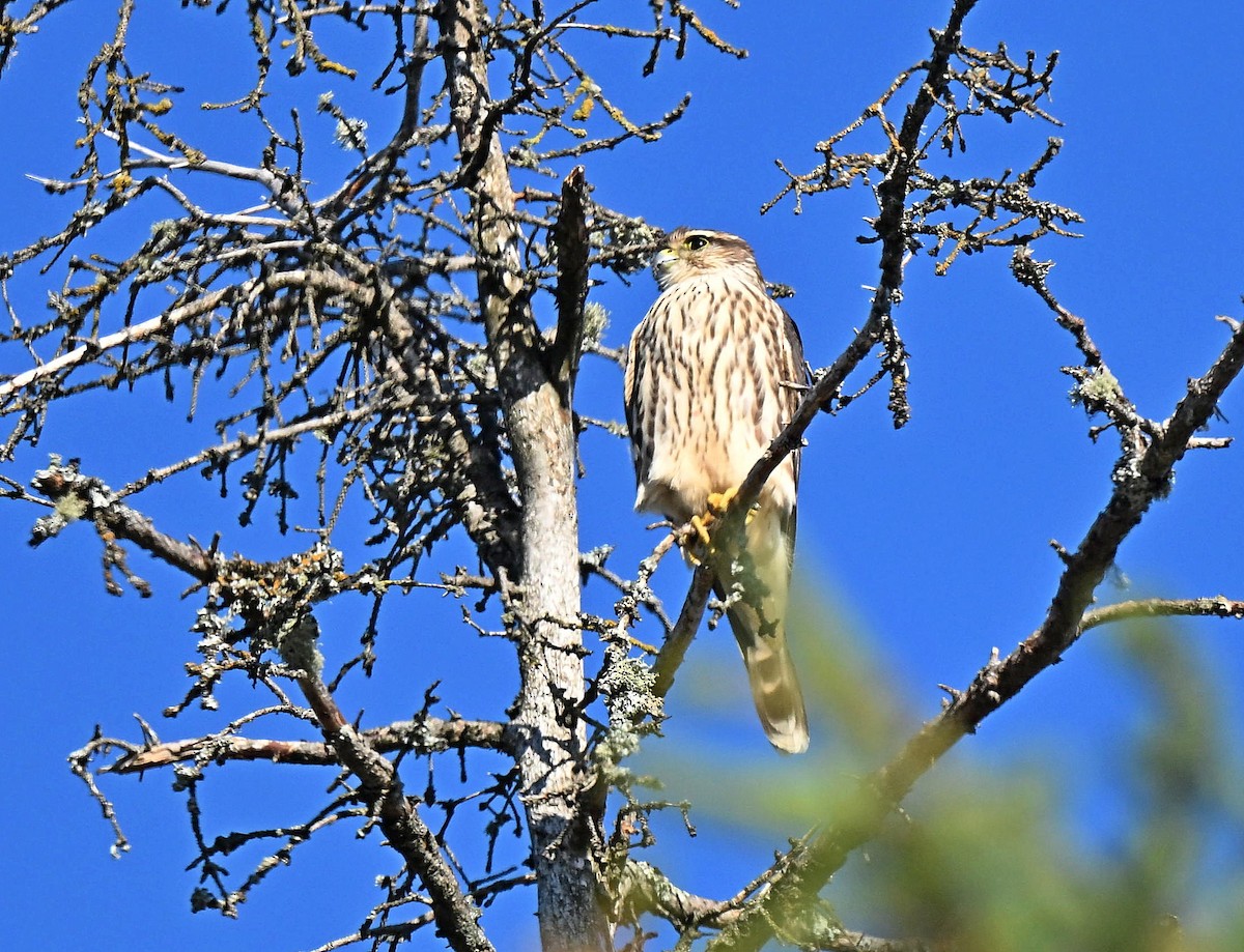 Merlin - ML642728812