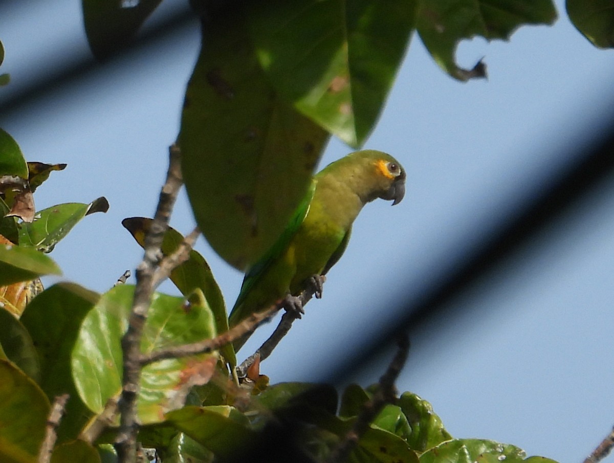 Brown-throated Parakeet - ML642728841