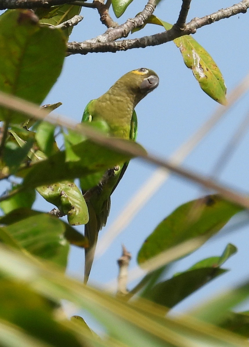 Brown-throated Parakeet - ML642728842