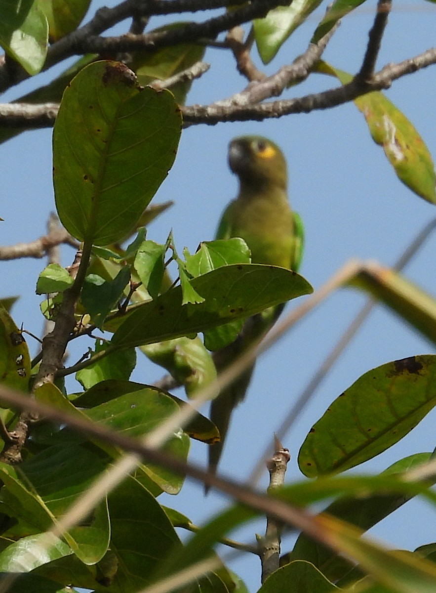 Brown-throated Parakeet - ML642728844