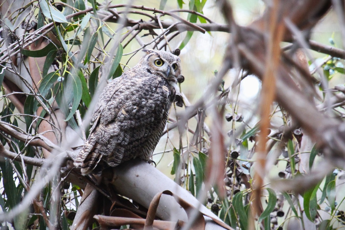Great Horned Owl - ML642728847