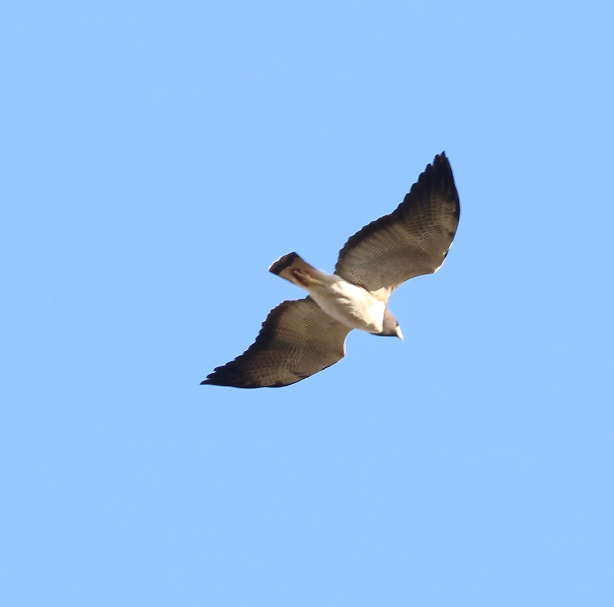 White-tailed Hawk - ML642728848