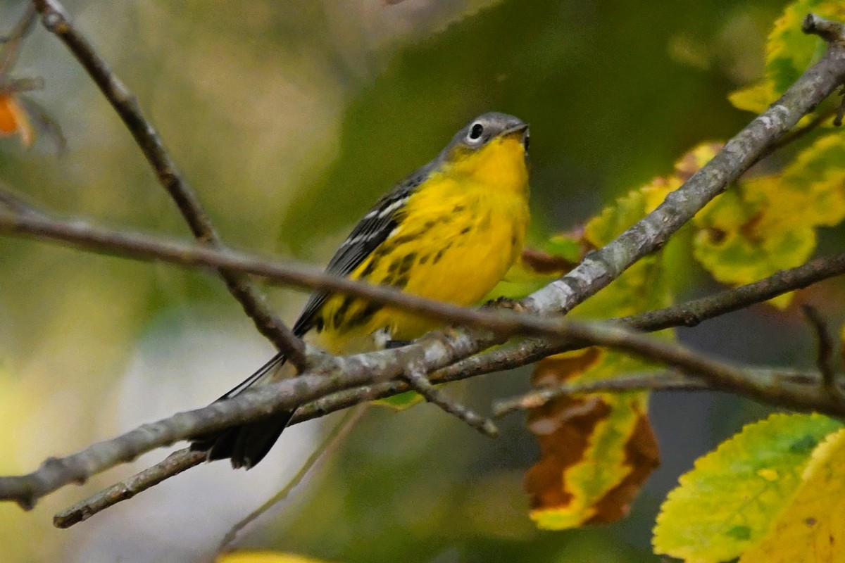 Magnolia Warbler - ML642728850