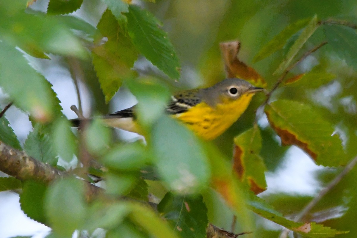 Magnolia Warbler - ML642728851