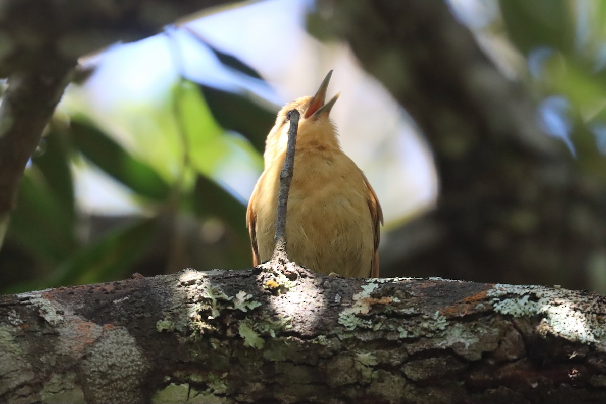 Buff-fronted Foliage-gleaner - ML642728854