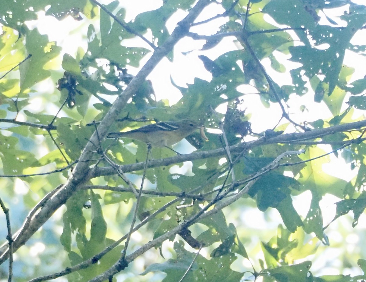 Bay-breasted Warbler - ML642728868