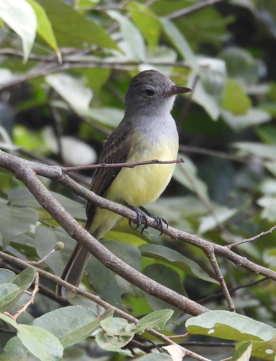 Panama Flycatcher - ML642728876