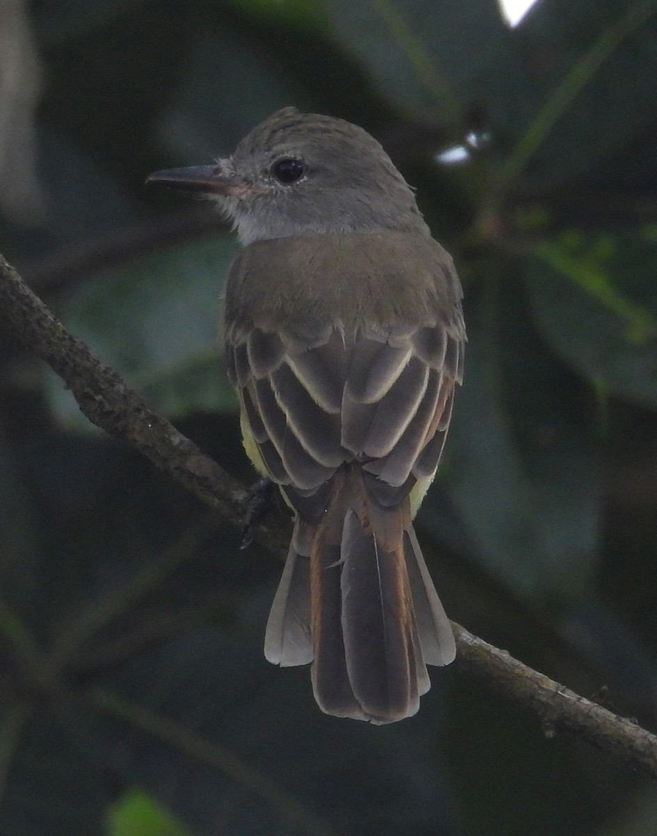 Panama Flycatcher - ML642728877