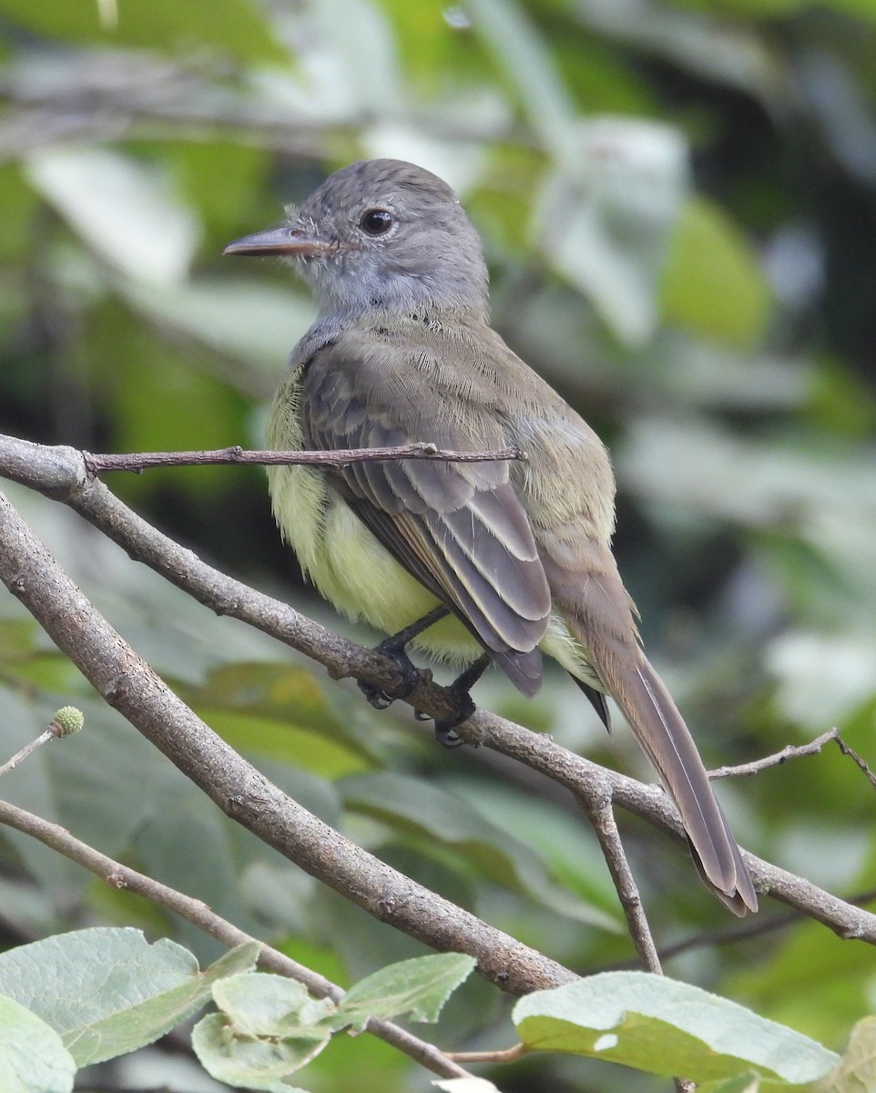 Panama Flycatcher - ML642728878