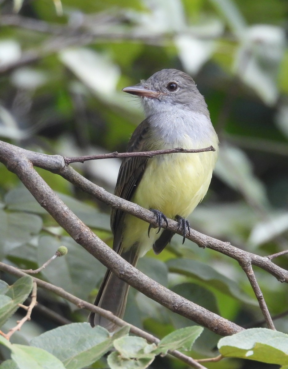 Panama Flycatcher - ML642728879