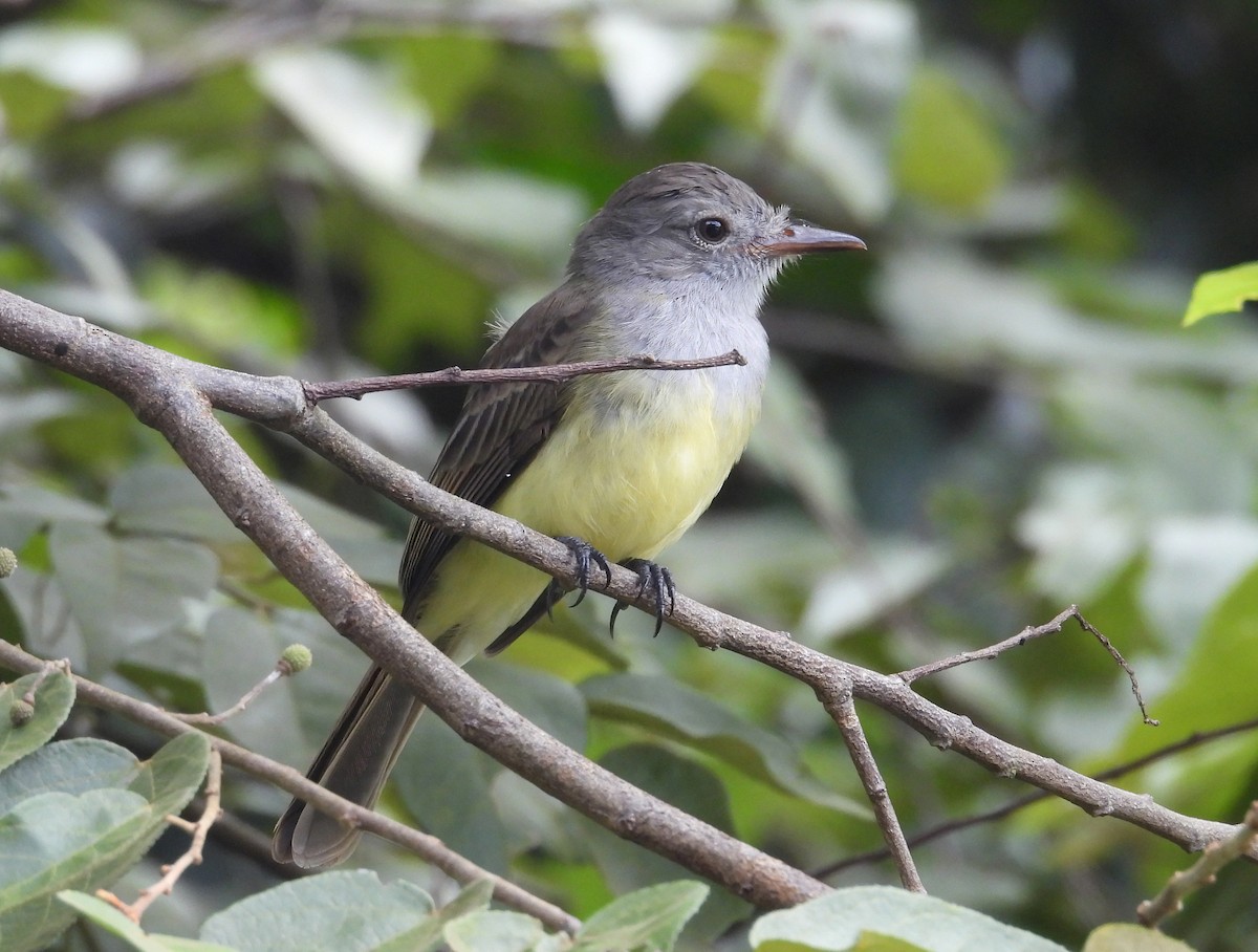 Panama Flycatcher - ML642728880