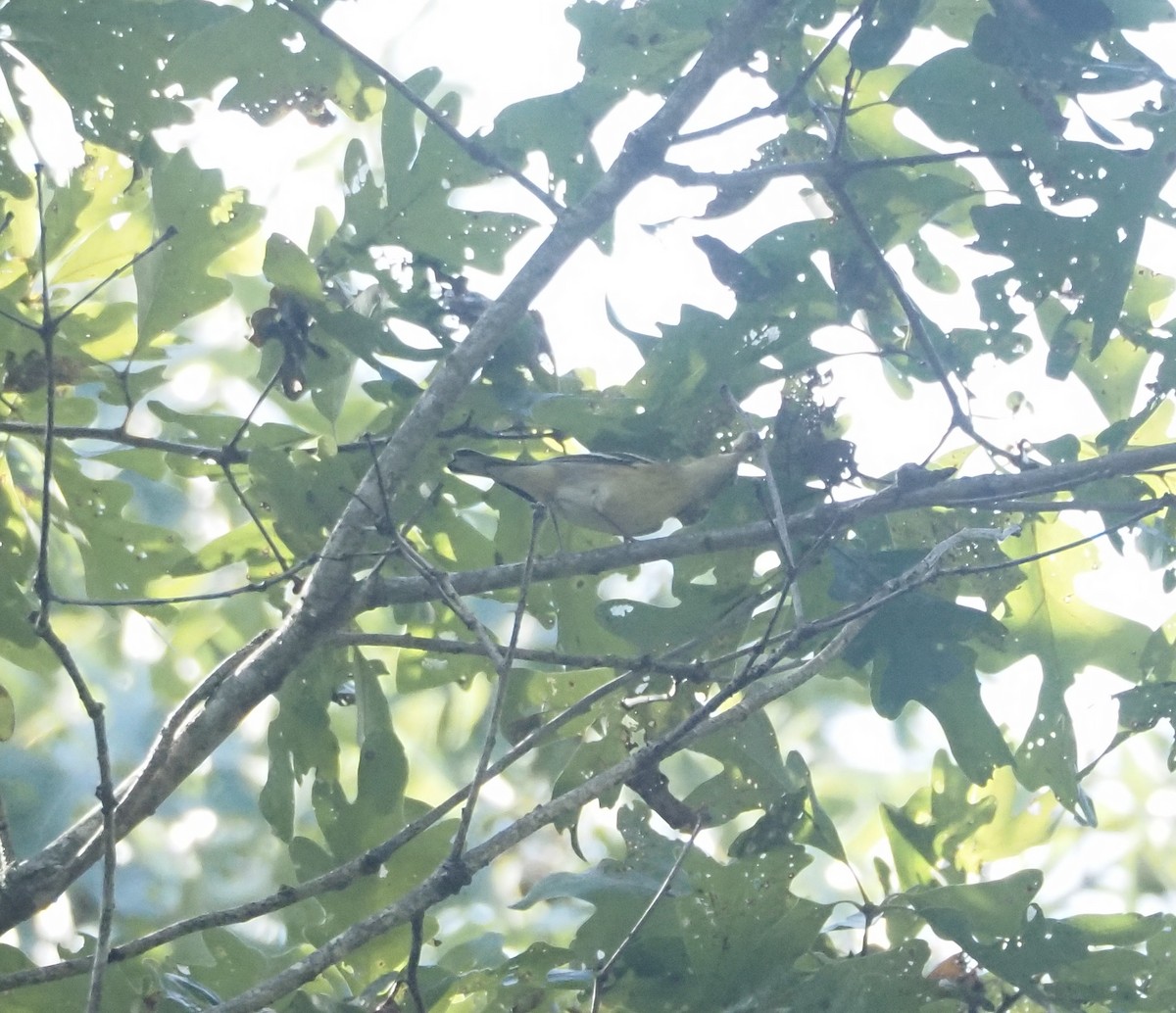 Bay-breasted Warbler - ML642728882