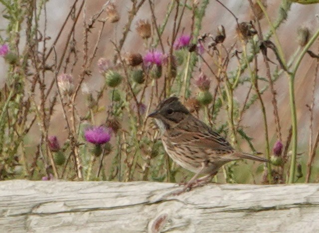 Lincoln's Sparrow - ML642728884