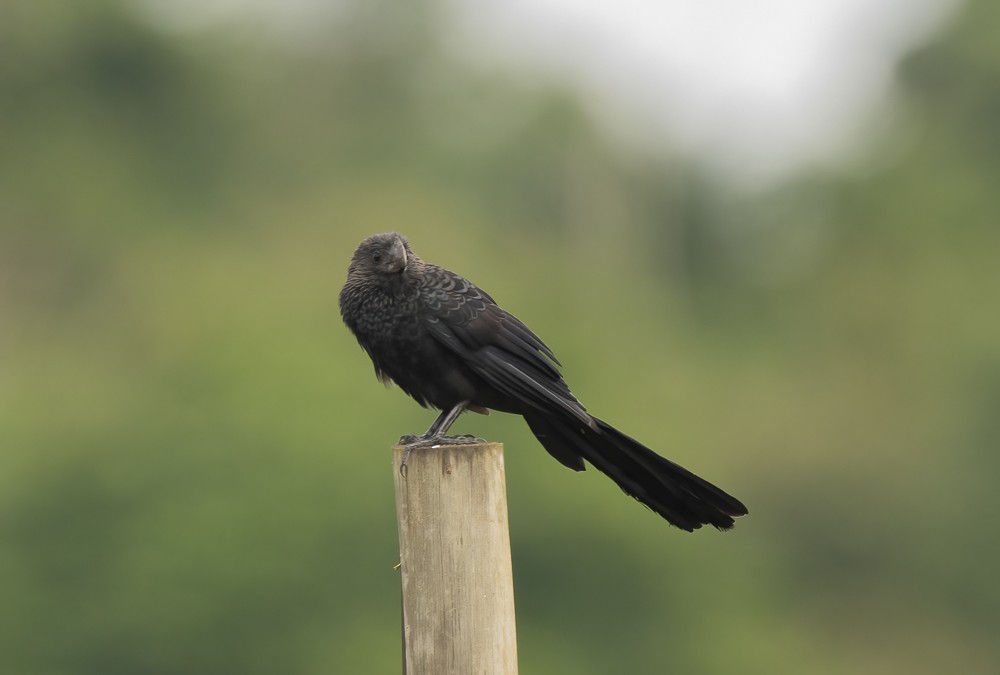 Smooth-billed Ani - ML642728886