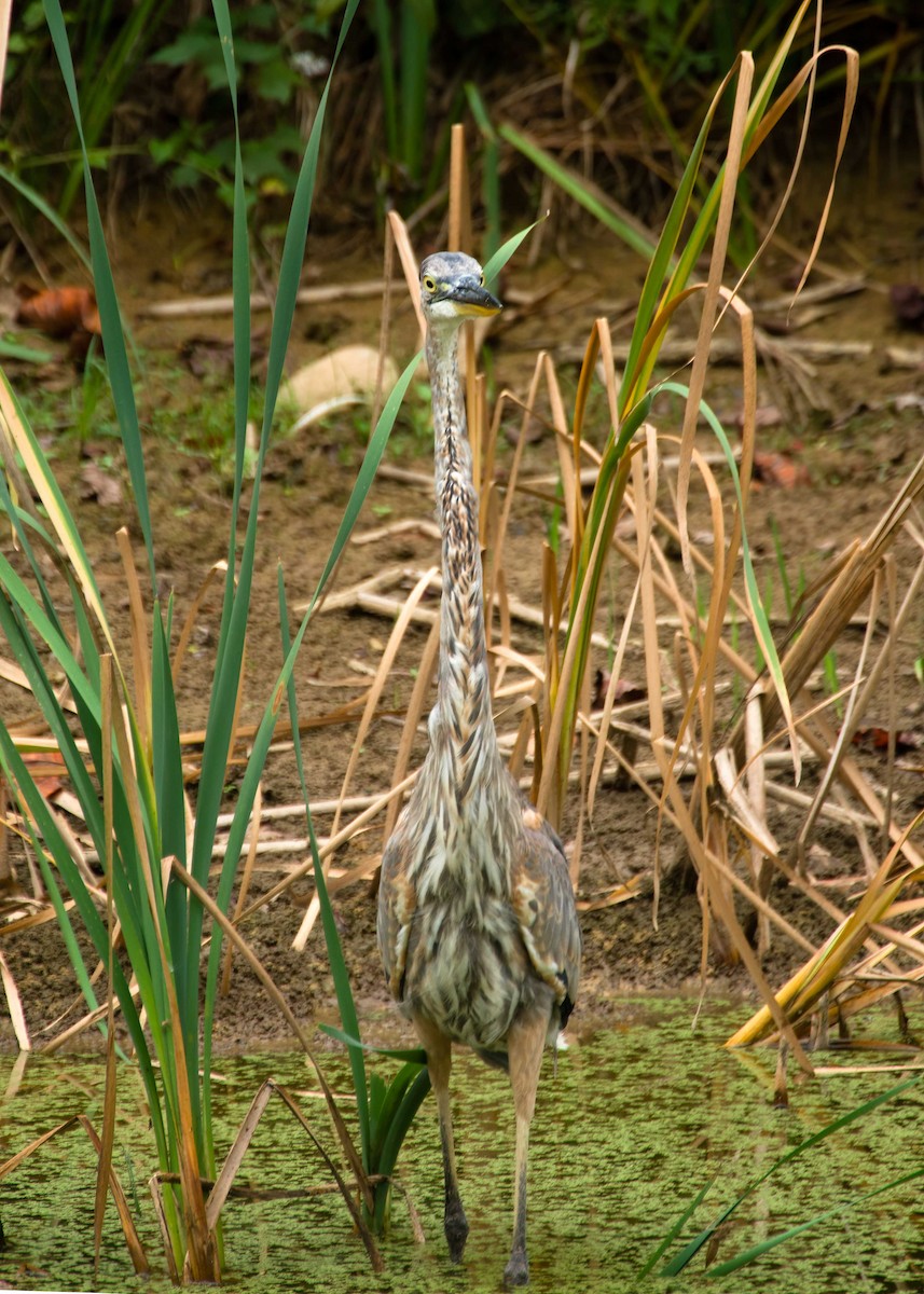 Great Blue Heron - ML642728892
