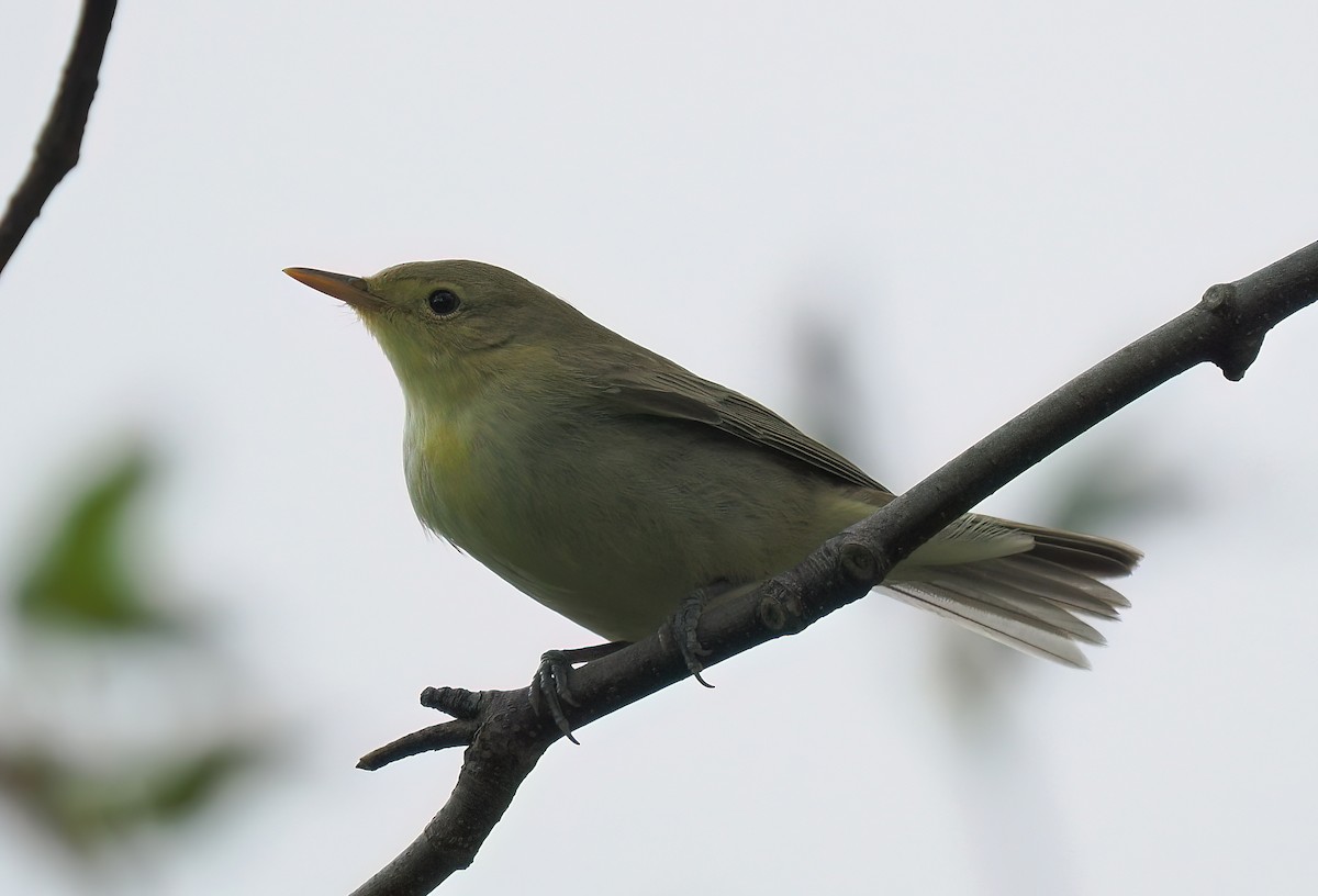 Icterine Warbler - ML642728893