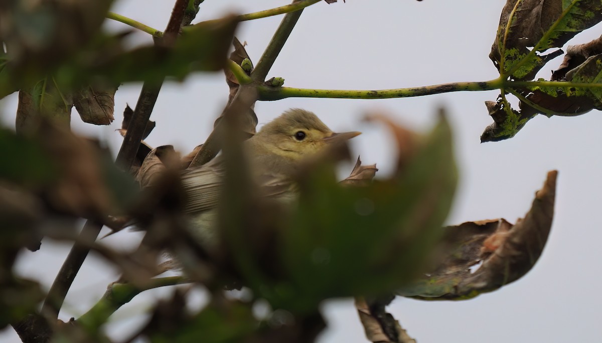 Icterine Warbler - ML642728894