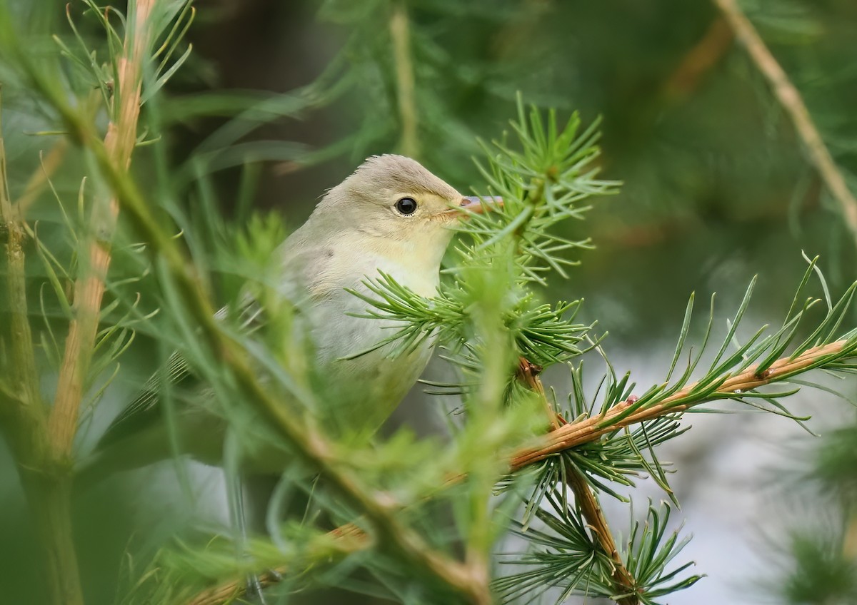 Icterine Warbler - ML642728895