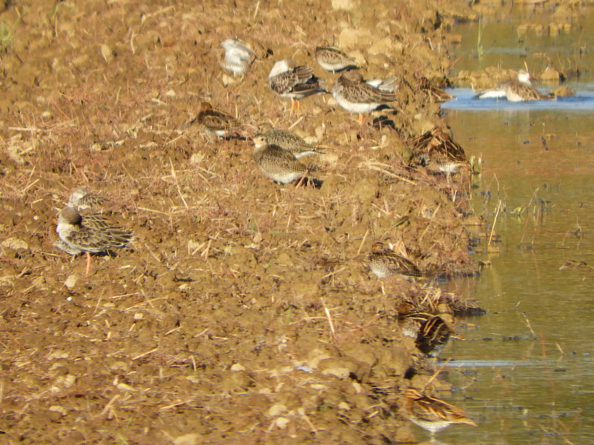 kulík zlatý - ML642728916