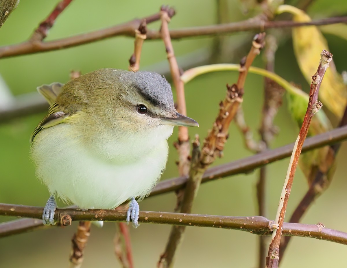Red-eyed Vireo - ML642728918