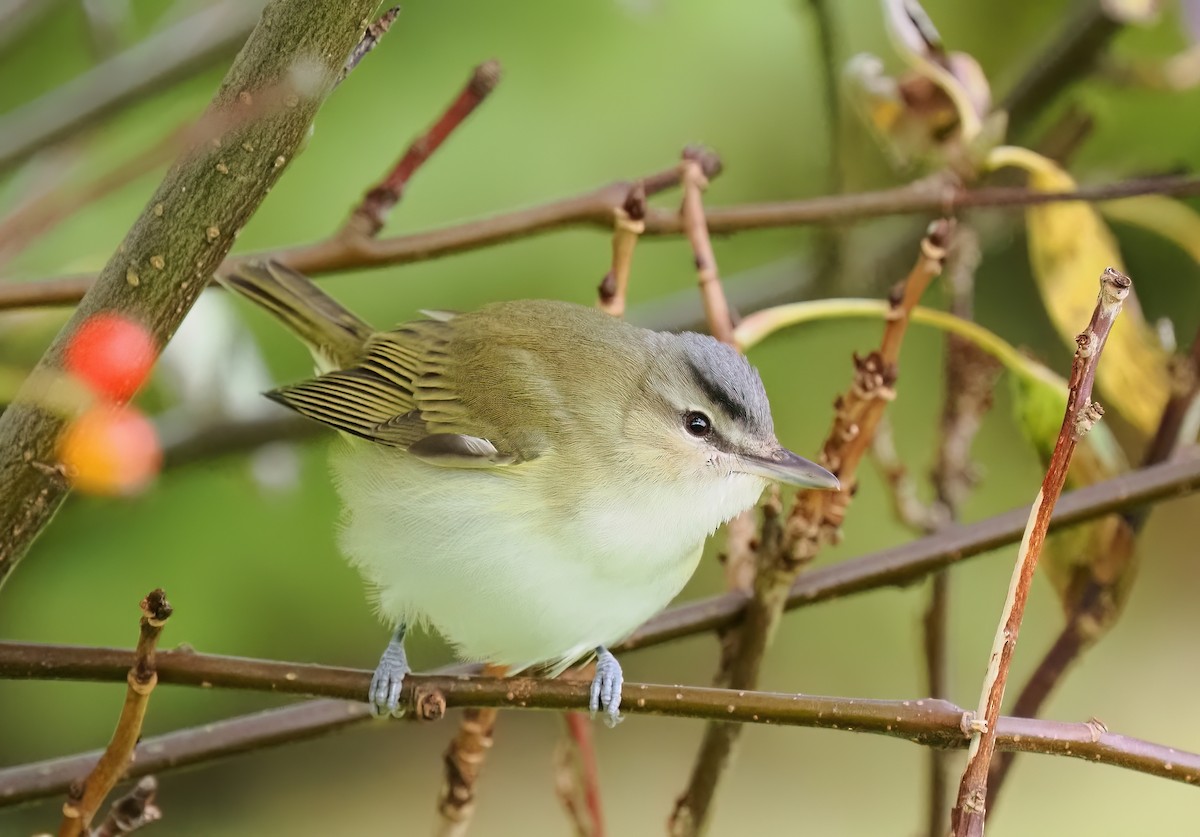 Red-eyed Vireo - ML642728920