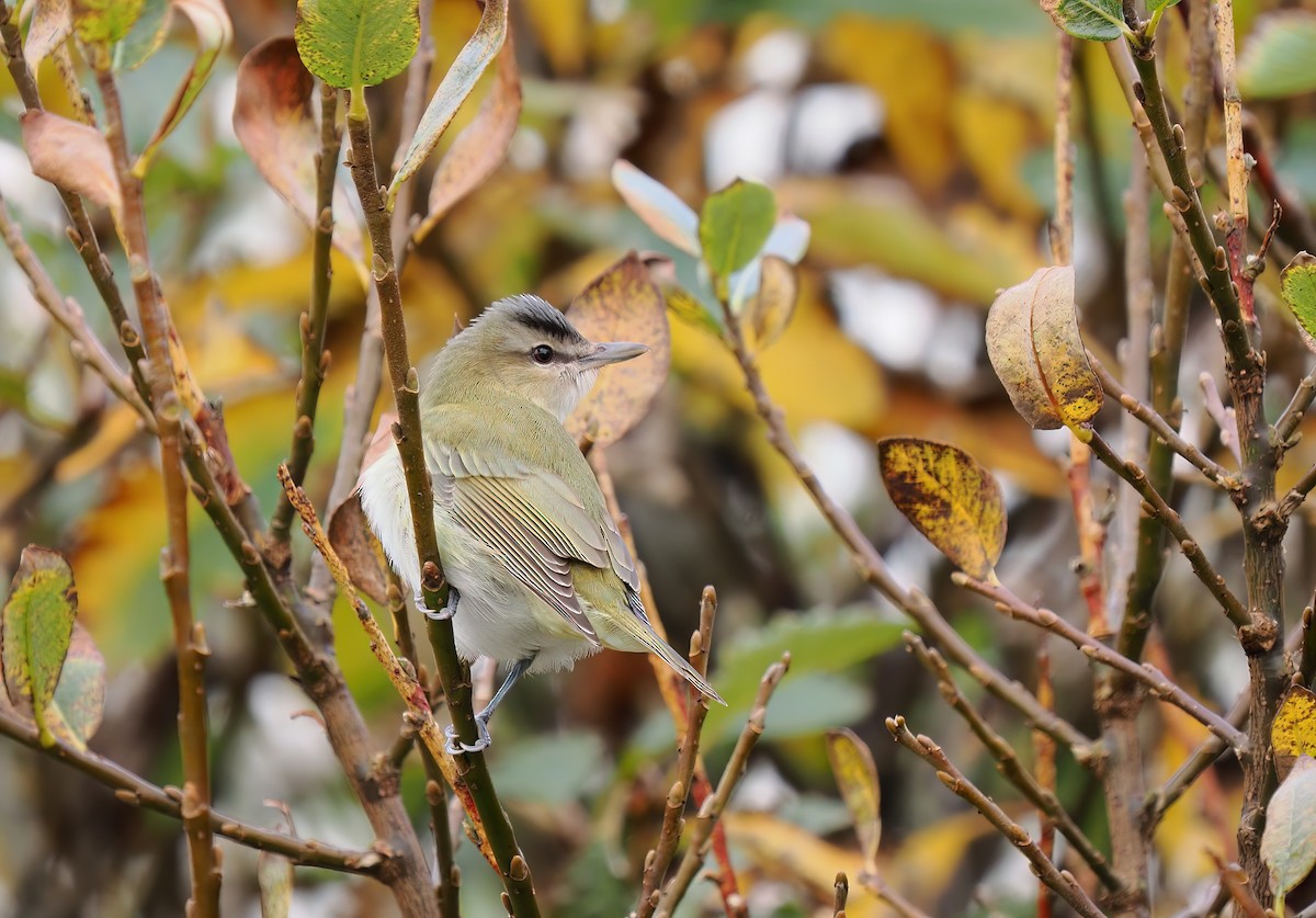 Red-eyed Vireo - ML642728921