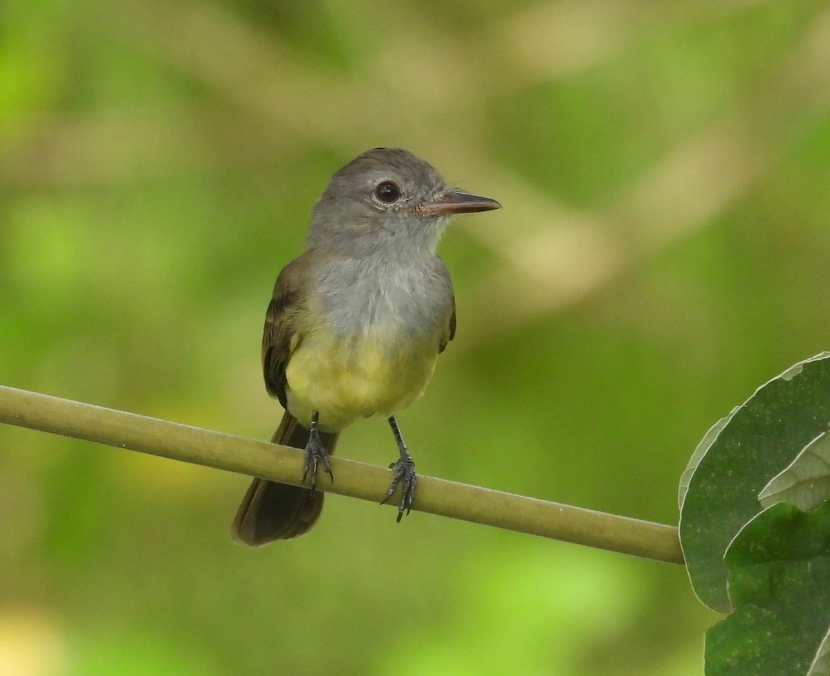 Panama Flycatcher - ML642728924