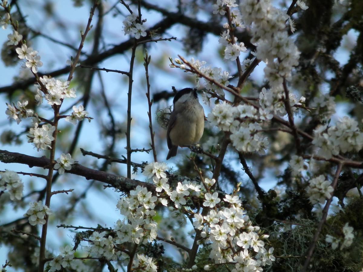 Marsh Tit - ML642728945