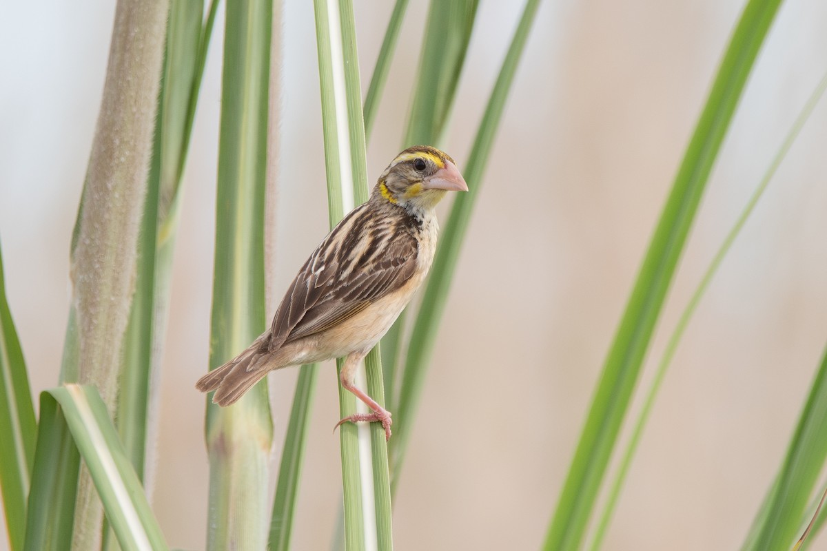 Black-breasted Weaver - ML642728951