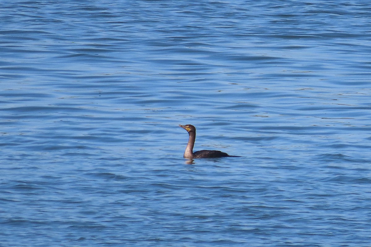 Cormoran à aigrettes - ML642728957
