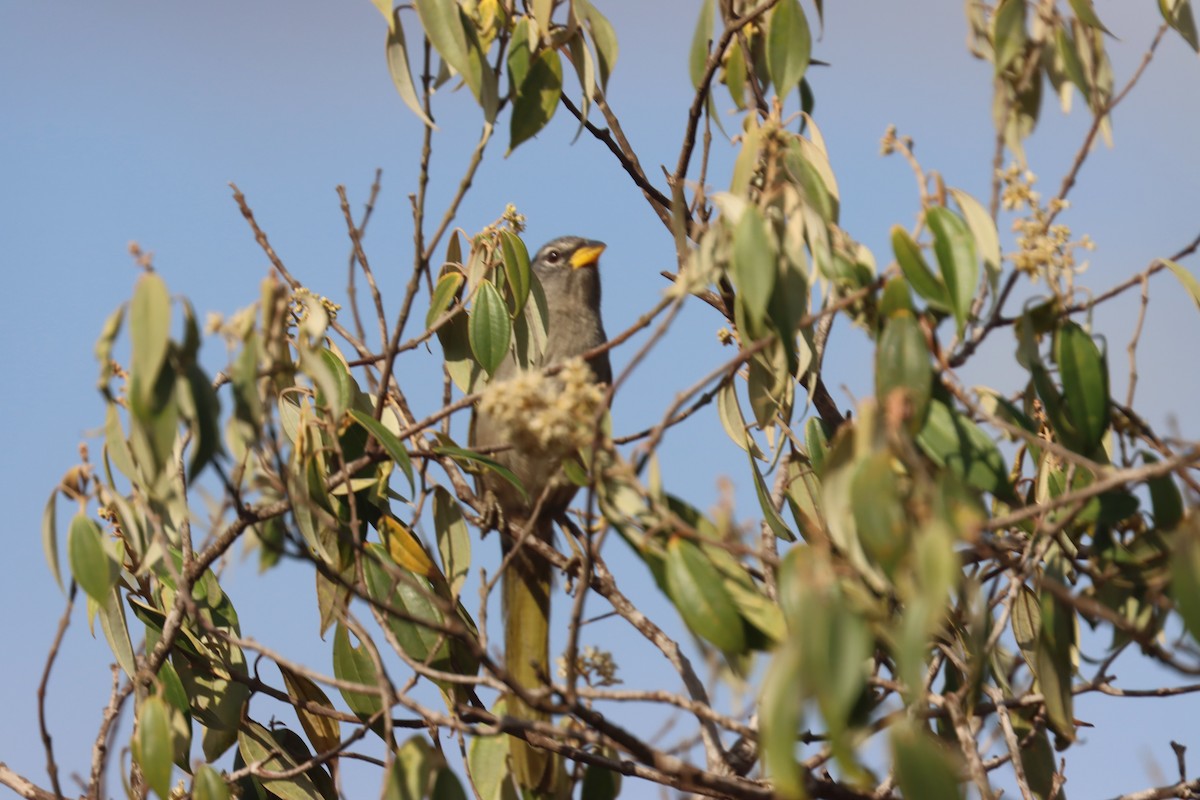 serraspurv - ML642728965