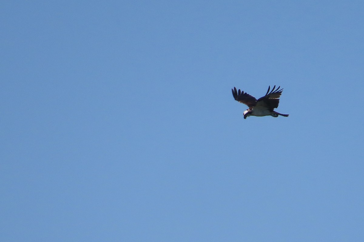 Balbuzard pêcheur - ML642728966
