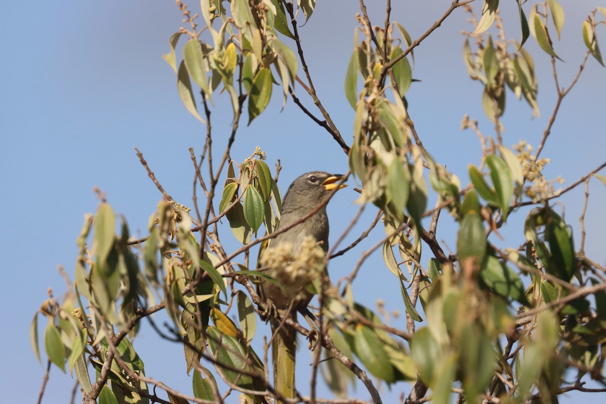 serraspurv - ML642728969