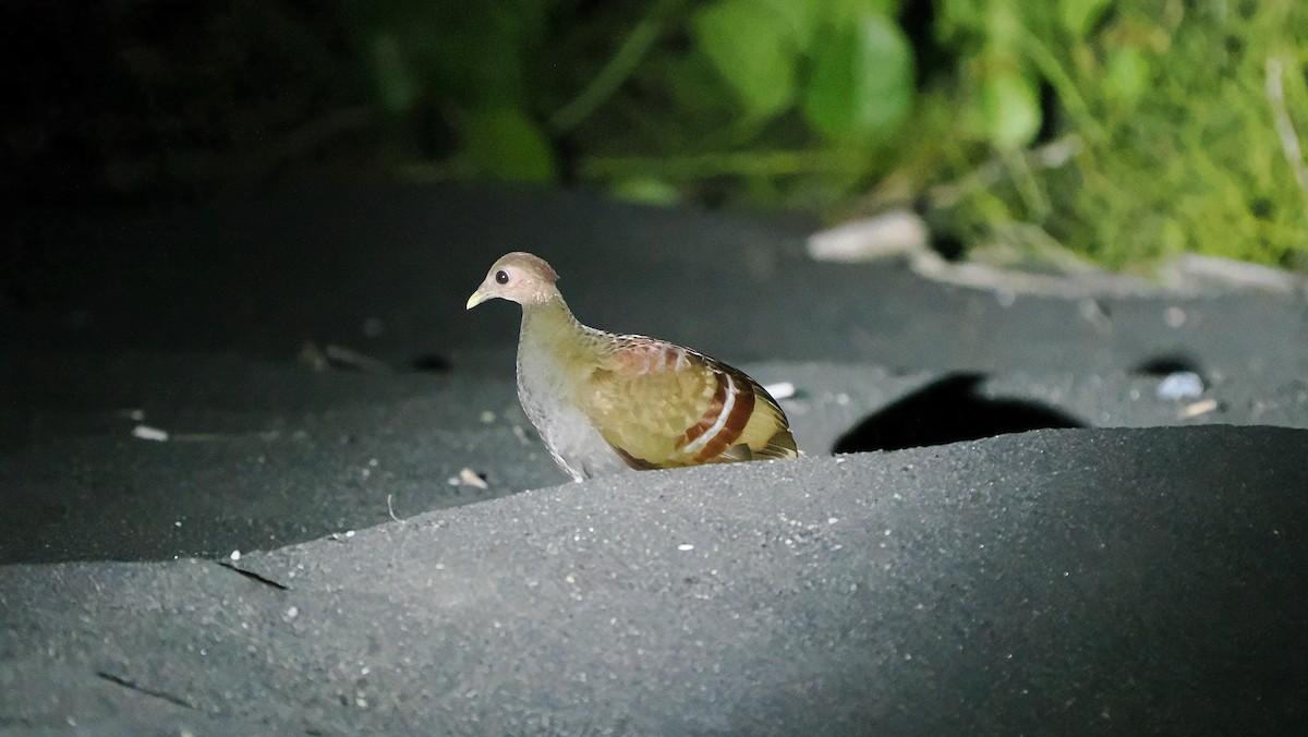 Moluccan Megapode - ML642729011