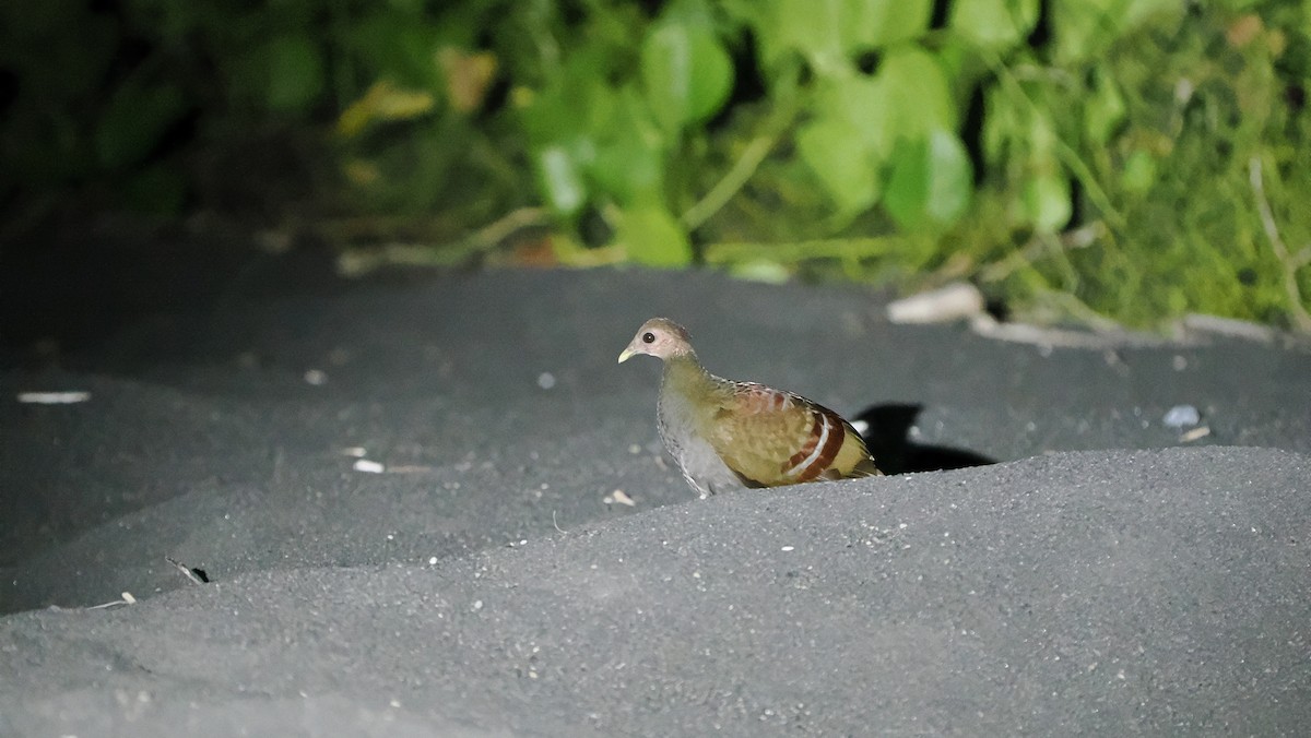 Moluccan Megapode - ML642729012