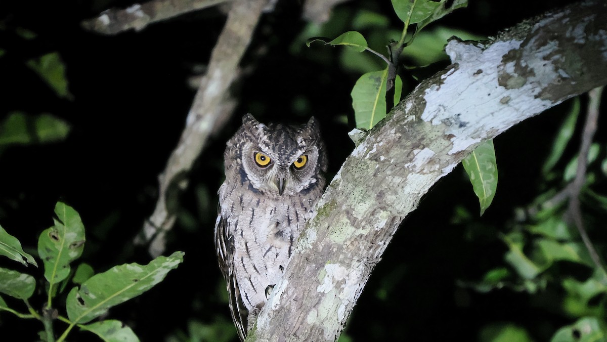 Moluccan Scops-Owl (Moluccan) - ML642729025