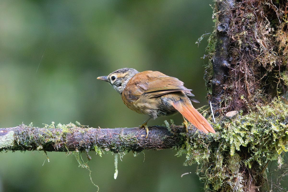 Scaly-throated Foliage-gleaner - ML642729045