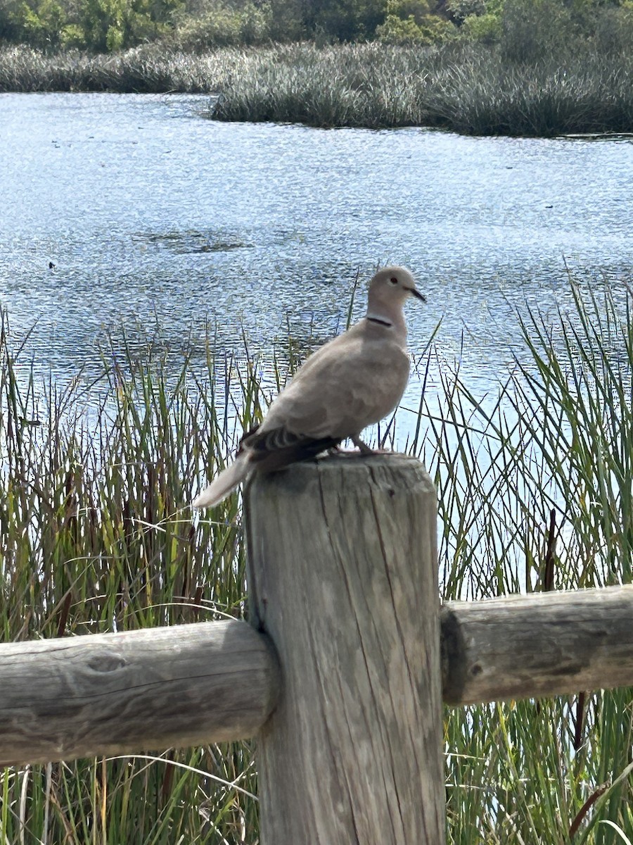 Буулгат хүүрзгэнэ - ML642729051