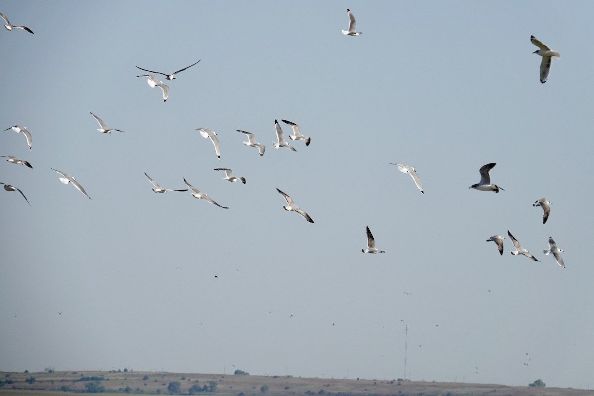 Franklin's Gull - ML642729091