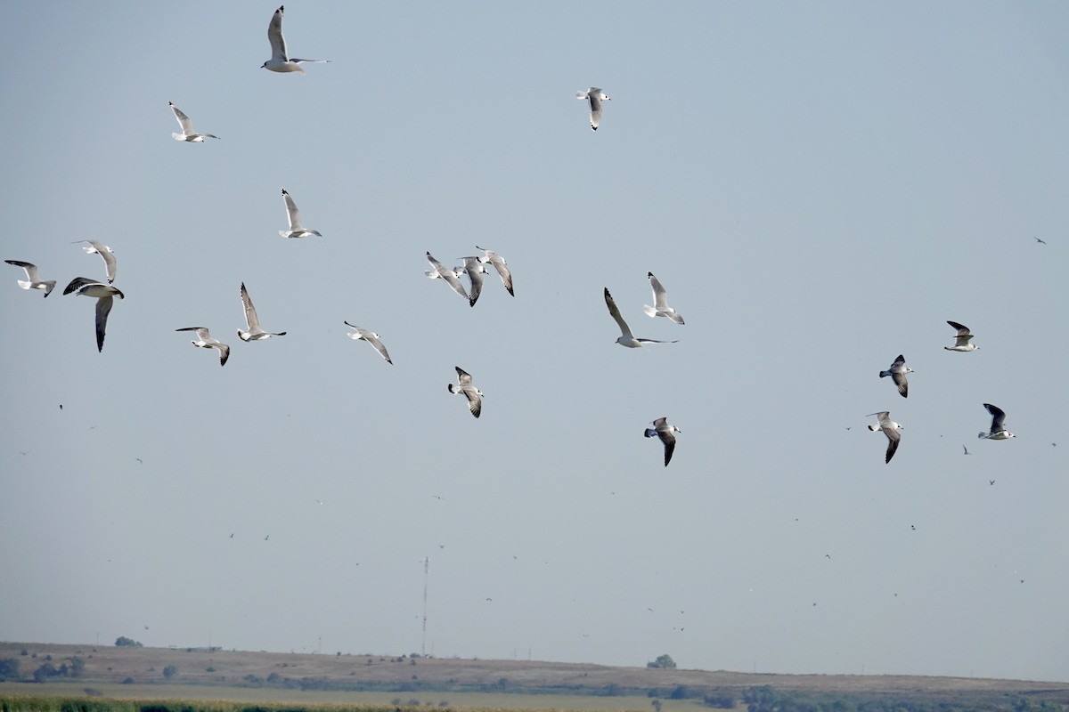 Franklin's Gull - ML642729100