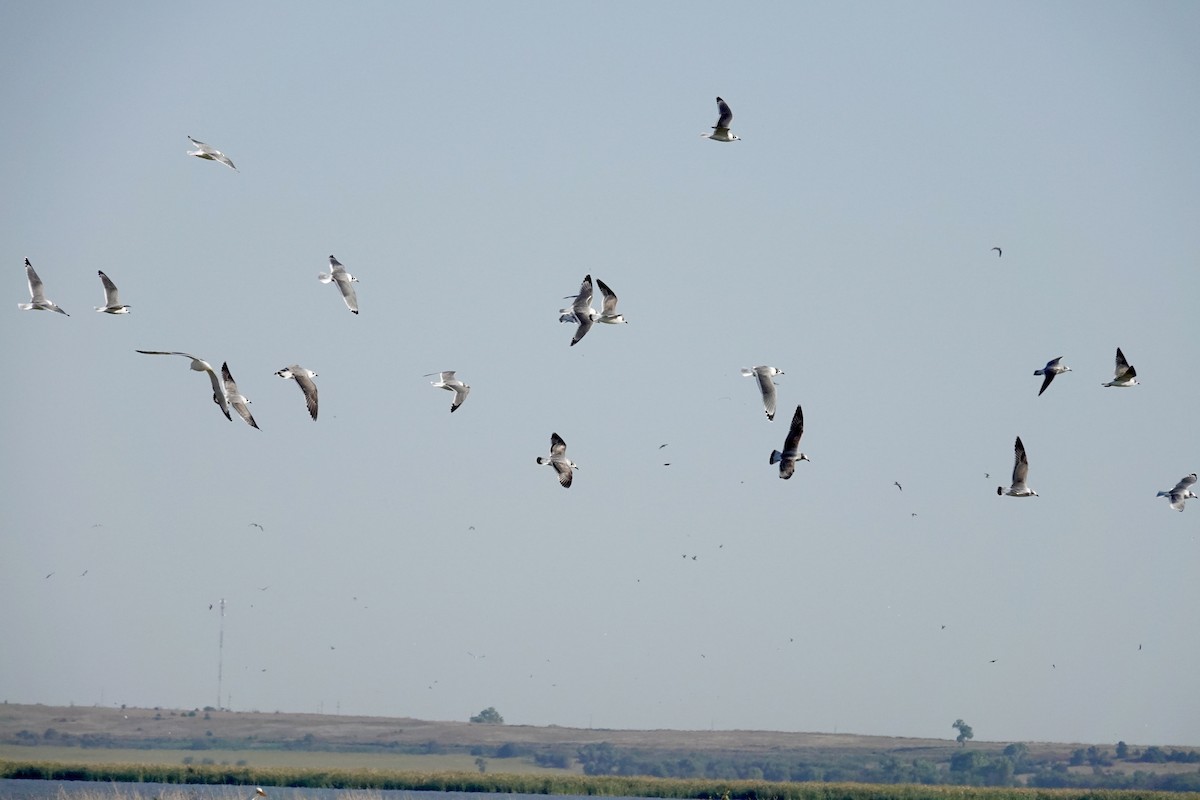Franklin's Gull - ML642729101