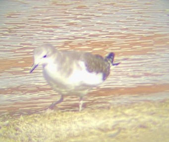 Sabine's Gull - ML642729114