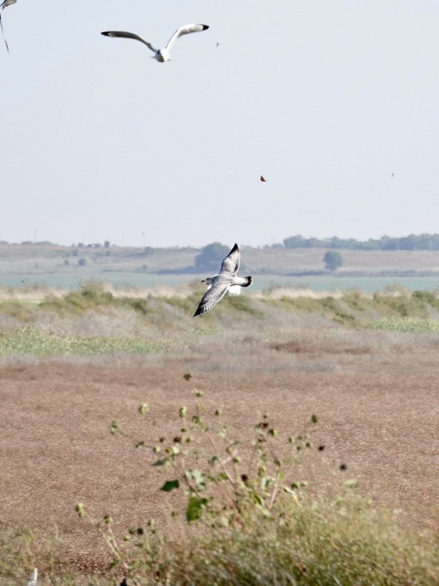 Ring-billed Gull - ML642729121