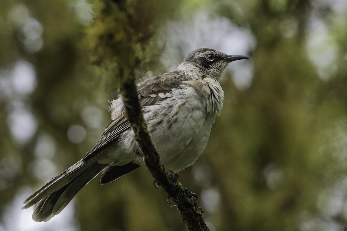 Galapagos Mockingbird - ML642729128