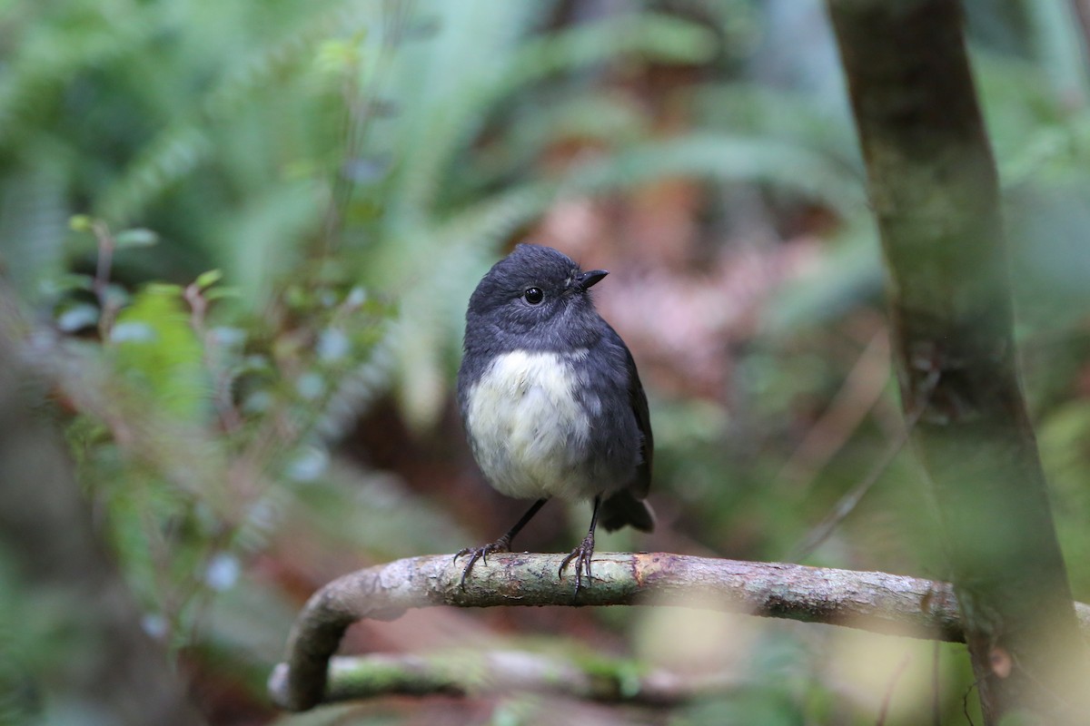 South Island Robin - ML642729129