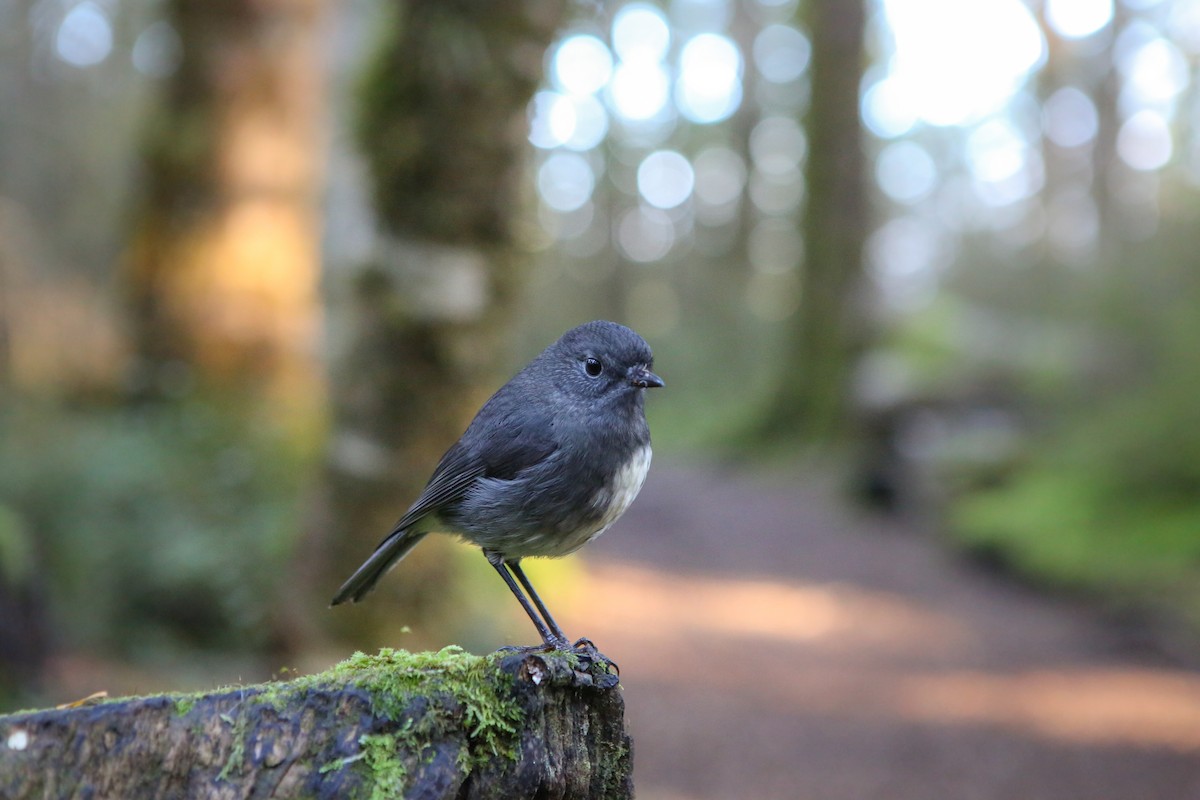 South Island Robin - ML642729130