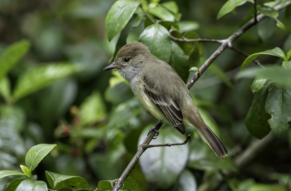 Galapagos Flycatcher - ML642729131